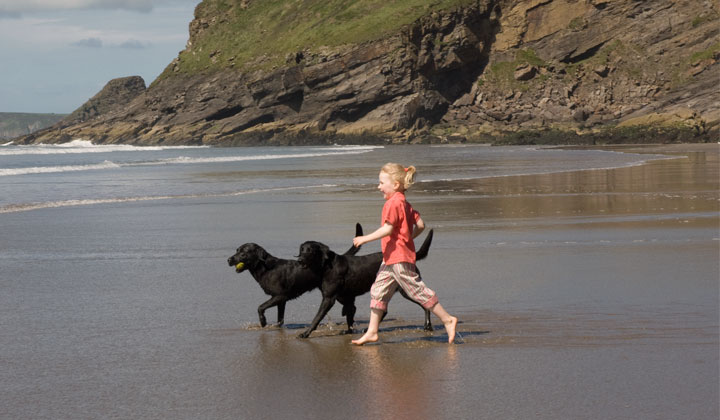 Labrador retrievers on a beach. The training system developed by Canix adapts the education to the natural developmental phases of the puppy. The system can be used for all types of working dogs, e.g. police, military, customs, and all types of breeds, including golden retriever, curly coated, German Sheppard, Rottweiler, collie, puddle, sennen, mastiffs